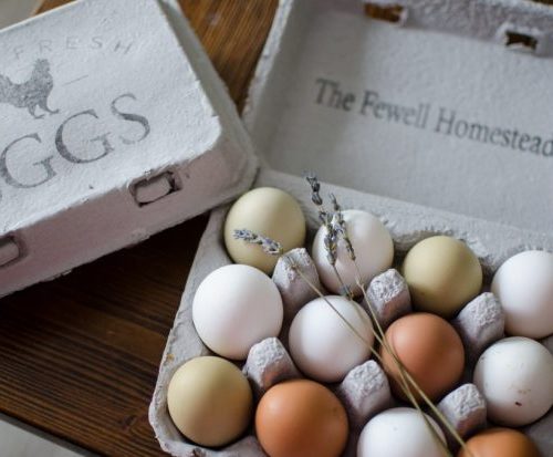 Egg
