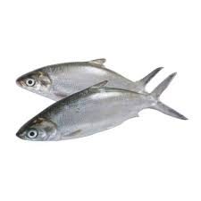 Bangus