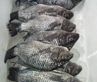 Tilapia